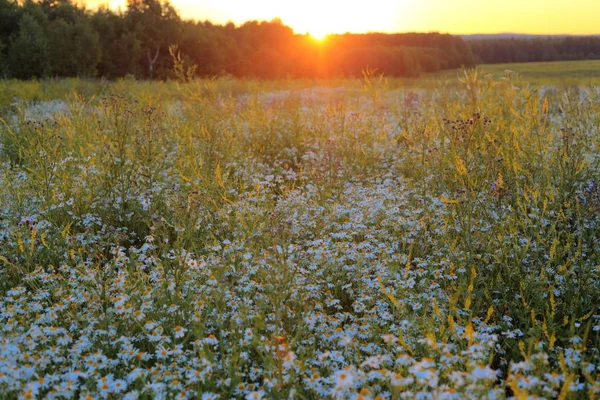 Profiter Coucher Soleil Sur Terrain Paysage Oural — Photo