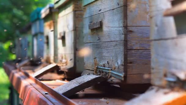 Abejas Que Rodean Las Cajas Colmenas — Vídeos de Stock