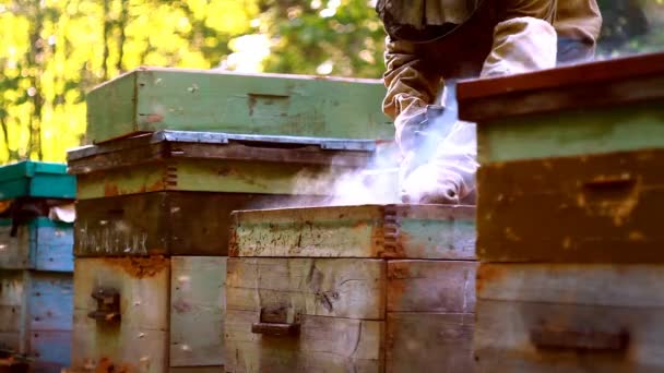 Včelař Pracuje Sbírat Med — Stock video