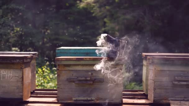 Honingbijen Die Bijenkasten Omringen — Stockvideo
