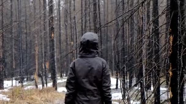 Fénykép Álló Erdőben Télen Első — Stock videók