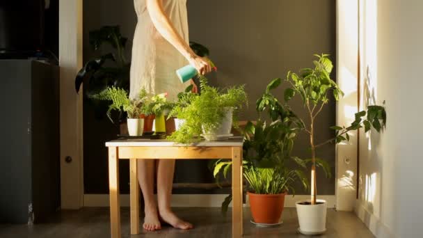 Mujer Plantando Regando Plantas Maceta Casa — Vídeo de stock