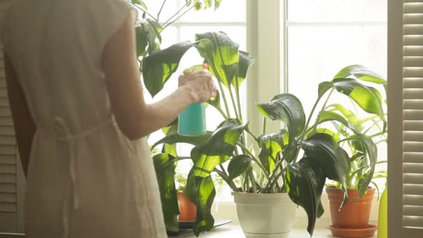 Mujer Plantando Regando Plantas Maceta Casa — Vídeo de stock