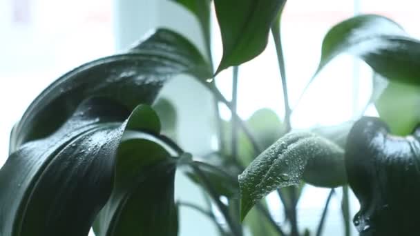 Femme plantation et arrosage de plantes en pot à la maison 