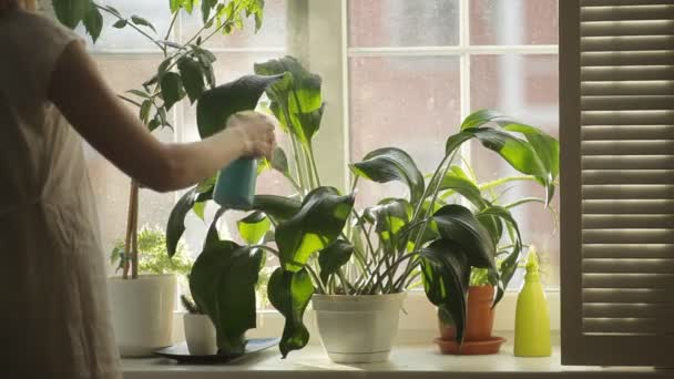 Vrouw Planten Drenken Potplanten Thuis — Stockvideo