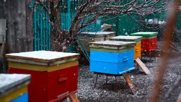 Gekleurde Heldere Bijenkorf Tijdens Sneeuw Het Voorjaar Concept Bijenteelt Het — Stockvideo