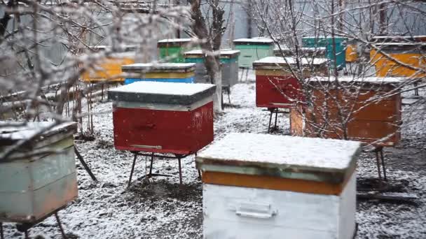 Gekleurde Heldere Bijenkorf Tijdens Sneeuw Het Voorjaar Concept Bijenteelt Het — Stockvideo