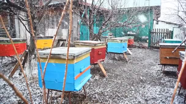 Gekleurde Heldere Bijenkorf Tijdens Sneeuw Het Voorjaar Concept Bijenteelt Het — Stockvideo