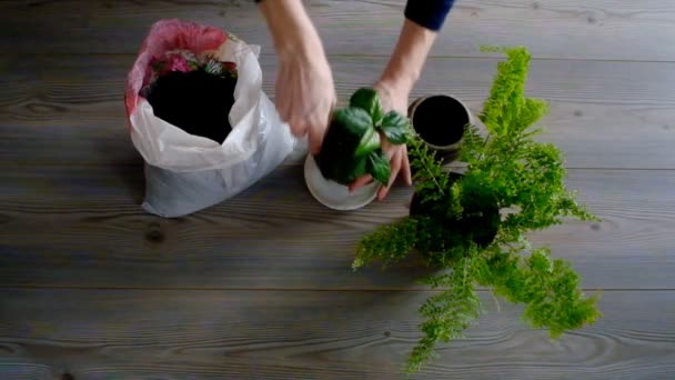 Mujer Plantando Regando Plantas Maceta Casa — Vídeos de Stock