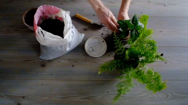 Mujer Plantando Regando Plantas Maceta Casa — Vídeos de Stock