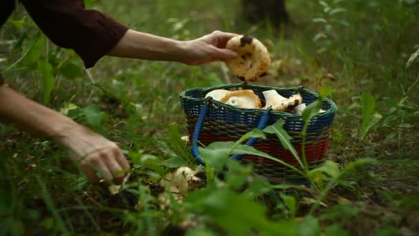 Hombres Cortando Hongo Que Encuentra Bosque — Vídeo de stock