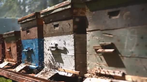 Honungsbin Som Omger Bikupor Ural Ryssland — Stockvideo