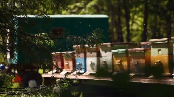 Arı Kovanlarını Çevreleyen Bal Arıları Ural Rusya — Stok video