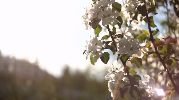 Pollinerar Blomma — Stockvideo