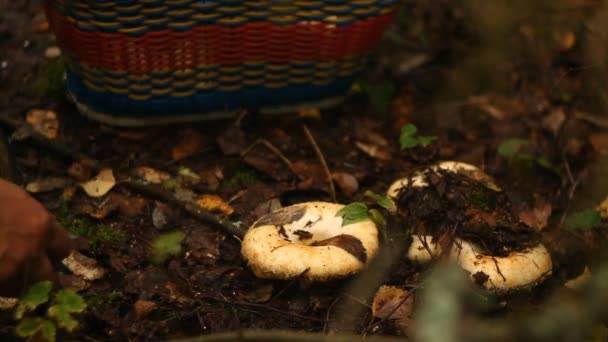 Männer Beim Pilzschneiden Wald Gefunden — Stockvideo