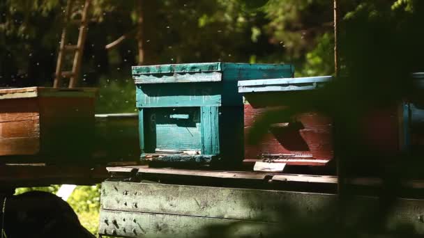 蜂箱周围的蜜蜂 乌拉尔 俄罗斯 — 图库视频影像