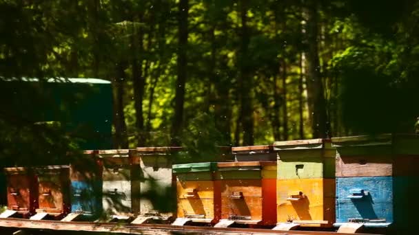 Honingbijen Die Bijenkorfdozen Omringen Oeral Rusland — Stockvideo