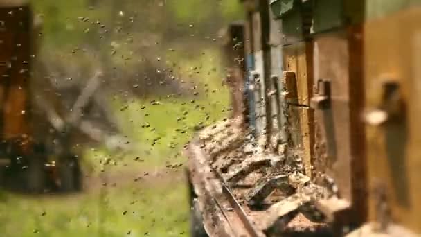 Abejas Que Rodean Las Cajas Colmenas Ural Rusia — Vídeo de stock