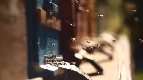 Honingbijen Die Bijenkorfdozen Omringen Oeral Rusland — Stockvideo