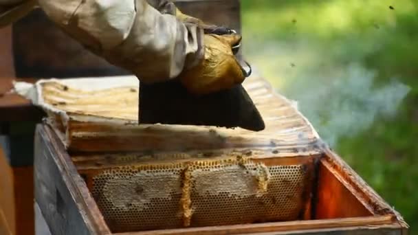 Bijenhouder Werkt Verzamelen Honing — Stockvideo