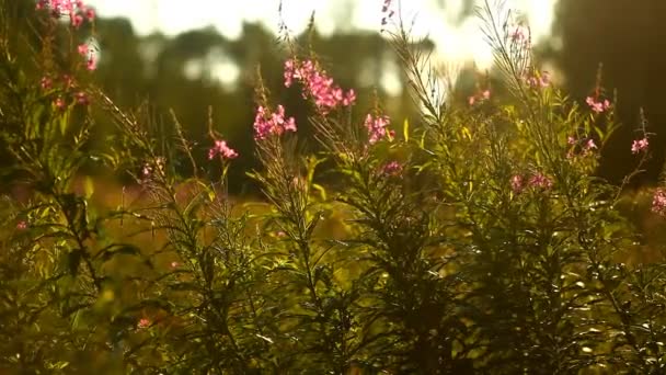 Vuuronkruid Bloemen Zonsondergang Achtergrond — Stockvideo