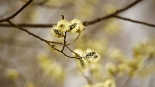 Samlar Pollen Pilträd Och Pilblommor Våren — Stockvideo