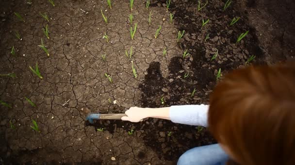 Girl Digs Beds Garlic Onions Spring — Stock Video
