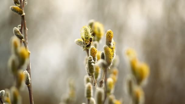 Samlar Pollen Pilträd Och Pilblommor Våren — Stockvideo