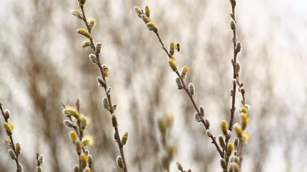 Samlar Pollen Pilträd Och Pilblommor Våren — Stockvideo