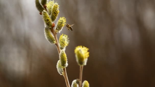 Bee Collects Pollen Willow Willow Flowers Spring — Stock Video