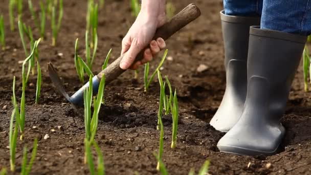 Girl Digs Beds Garlic Onions Spring — Stock Video