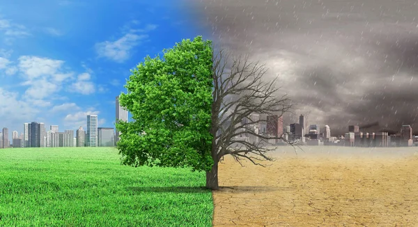 Поняття клімату змінилося. Половина живих і половина мертвих дерев — стокове фото