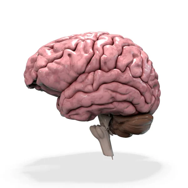 3D-Darstellung, Illustration. medicall Illustration des menschlichen Gehirns — Stockfoto