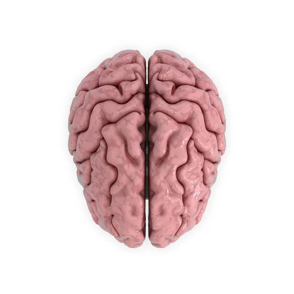 3D-Darstellung, Illustration. medicall Illustration des menschlichen Gehirns — Stockfoto