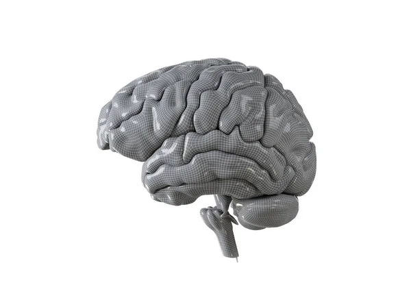 Human brain with geometry cell on the white  background. Concept — Stock Photo, Image