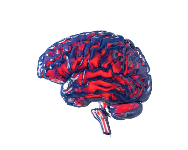 Cervello umano con meccanismo di trasparenza, isolato su bianco. Concetto — Foto Stock