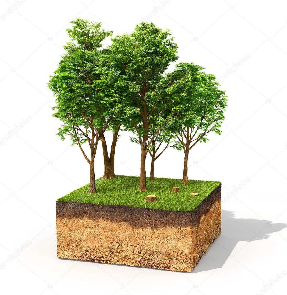 Eco concept. Cross section of ground with tall trees isolated on