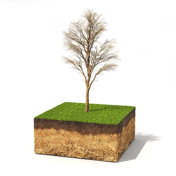 Concept écologique. Coupe transversale du sol avec arbre sans feuilles sur — Photo