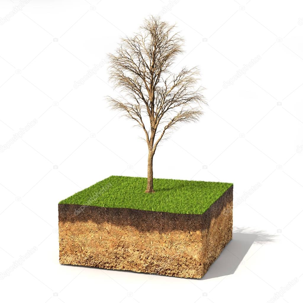 Eco concept. Cross section of ground with tree without leaves on