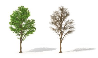 Ağaçların yaprakları olan ve olmayan dizi onun. 3D çizim
