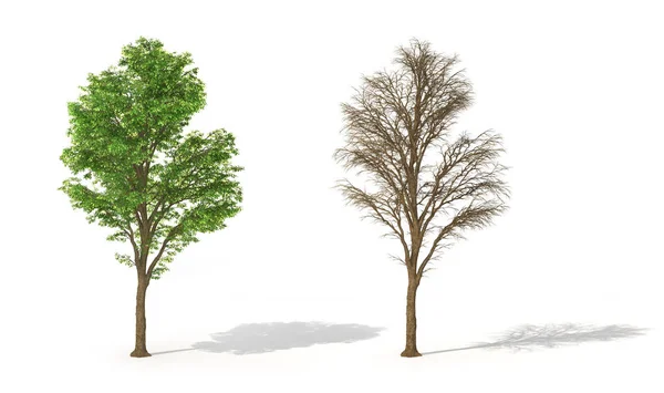 Serie di alberi con foglie e senza la sua. Illustrazione 3d — Foto Stock