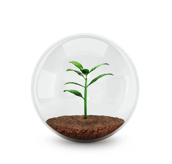 Concepto de conservación ambiental - planta en una esfera de vidrio. 3d —  Fotos de Stock