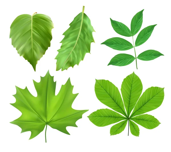 Vector illustration of  green leaves — Stock Vector