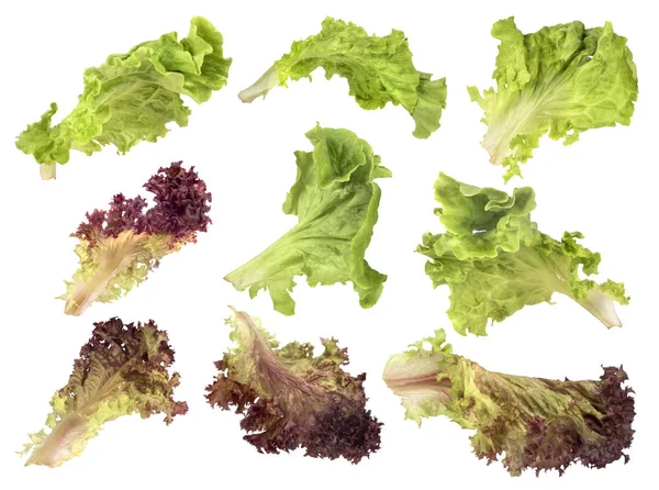 Beyaz arka plan üzerinde set salata — Stok fotoğraf
