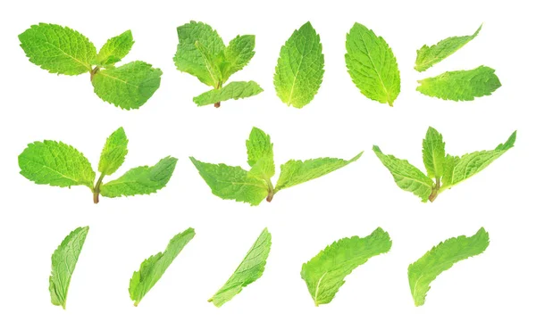 Set of mint isolated on white background — Stock Photo, Image