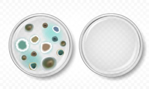Placa de Petri vetorial com moldes — Vetor de Stock