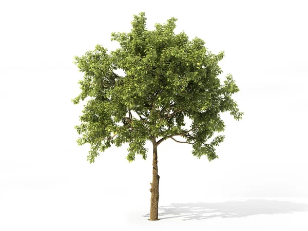 Realistische Apfelbaum voller Blätter isoliert auf einem weißen. 3D-Illustration — Stockfoto