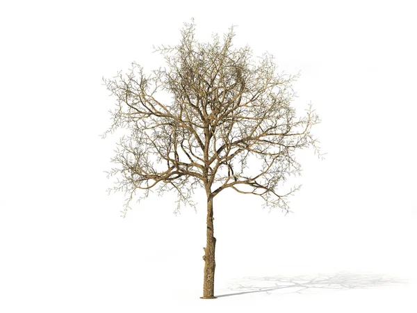 Albero realistico senza foglie isolato su un bianco. Illustrazione 3d — Foto Stock