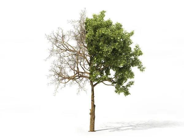 Реалистичное дерево, наполовину покрытое листьями, изолированными на белом. 3d иллюстрация — стоковое фото