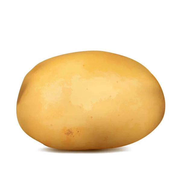 Сырой картофель на белом фоне. Векторная иллюстрация — стоковый вектор